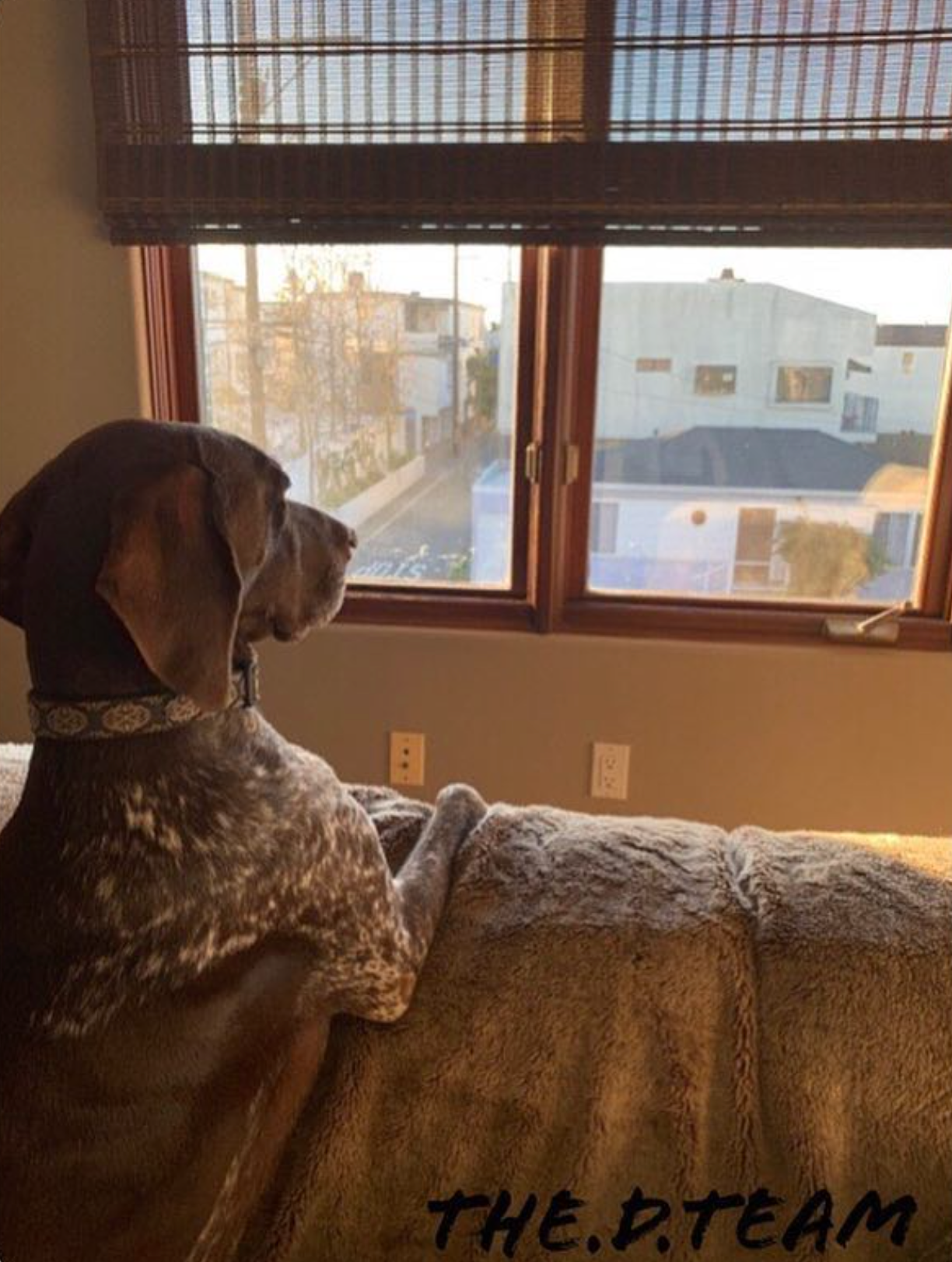 Dog beginning a morning adventure