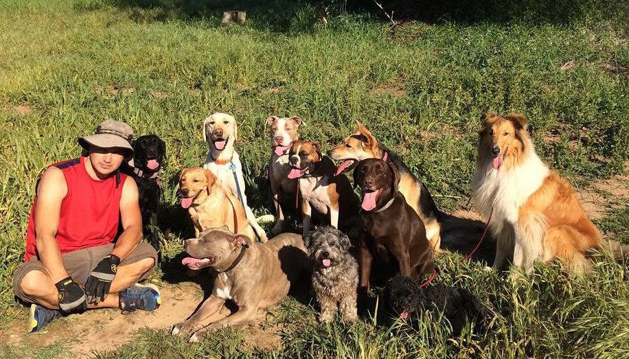 Cesar surrounded by his pack of dogs