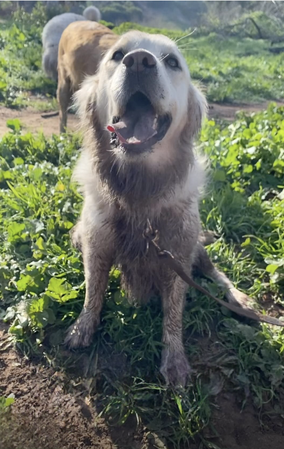Dogs enjoying an outdoor adventure