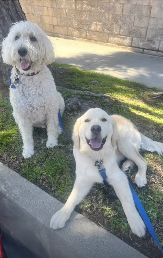 A happy dog enjoying life with the pack
