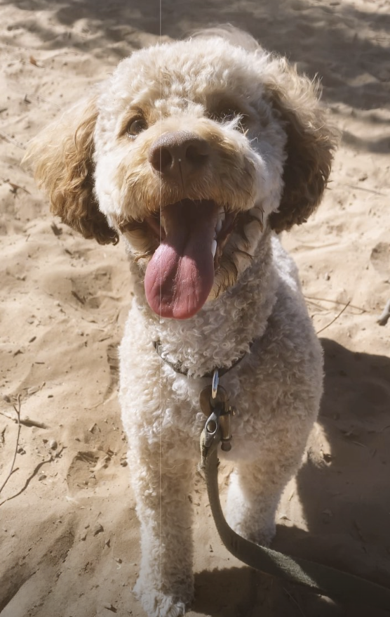 Dog enjoying time outdoors