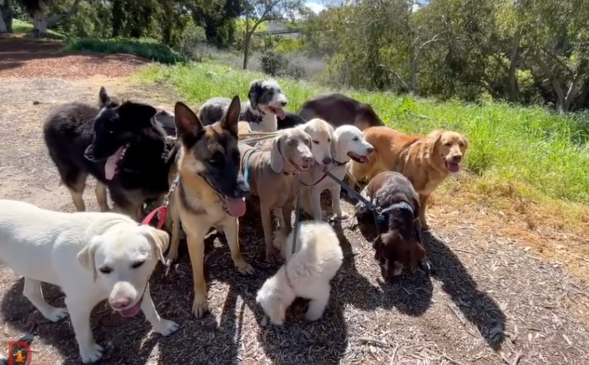 Dogs exploring outdoors together on a pack adventure