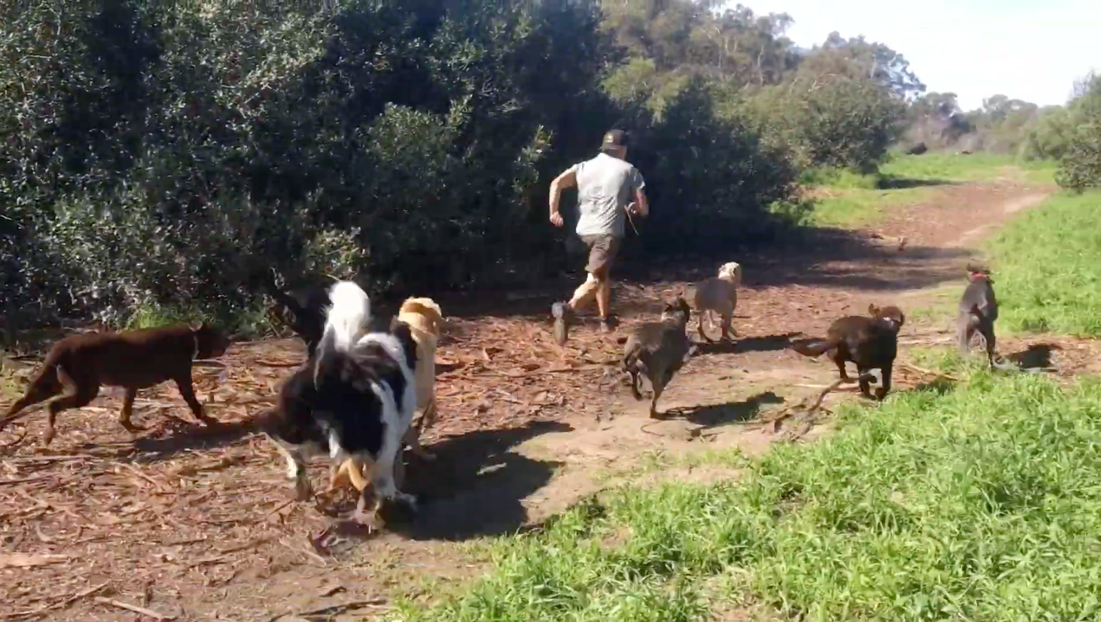 Dogs socializing together