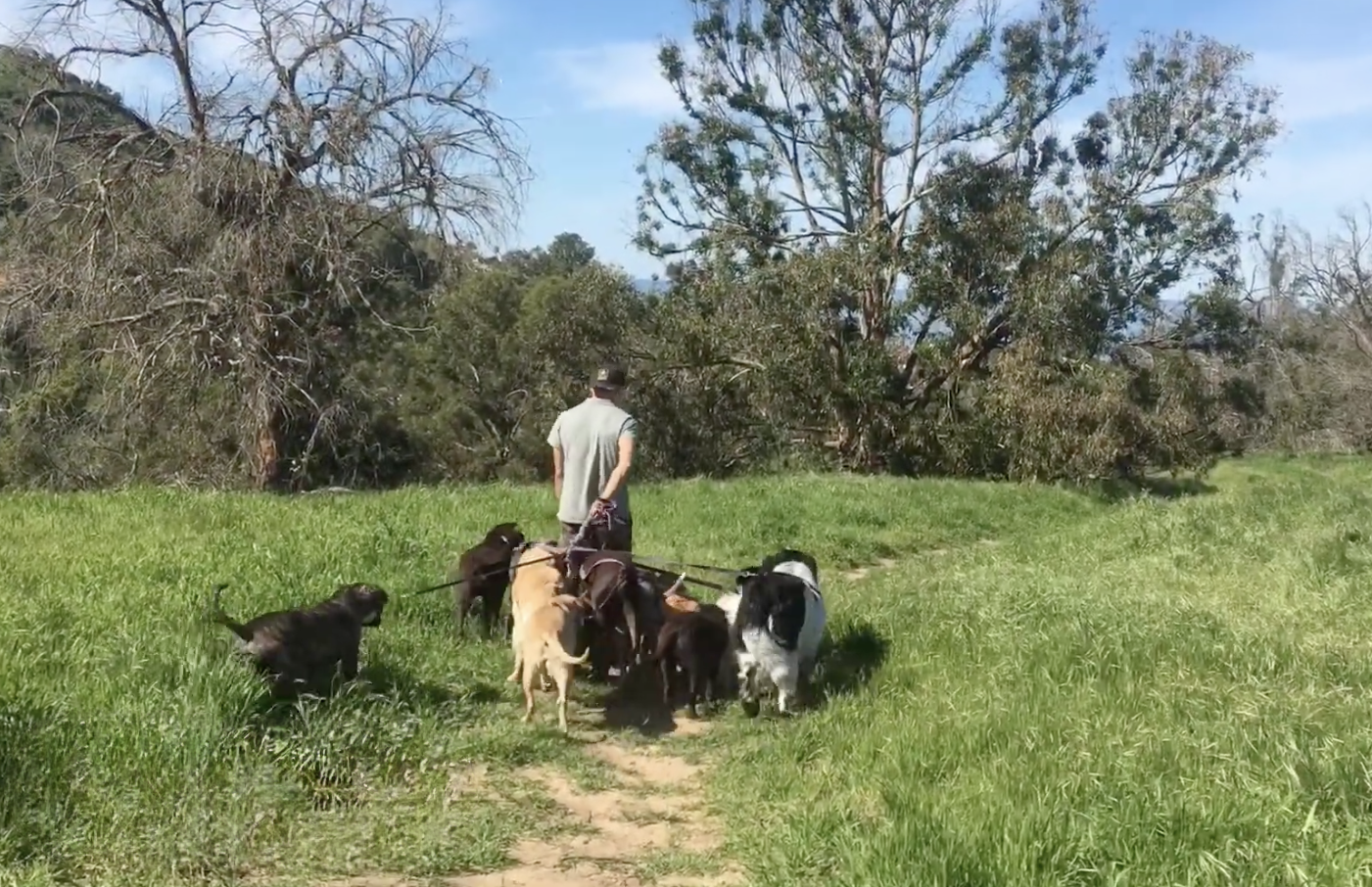Cesar leading dogs on an enriching outdoor outing
