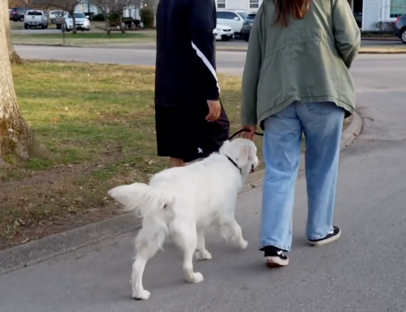Dog receiving calm guidance