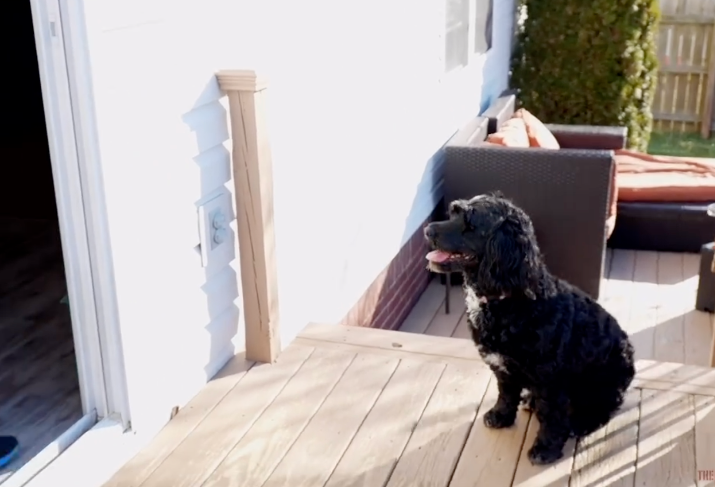 Dog receiving calm and focused training